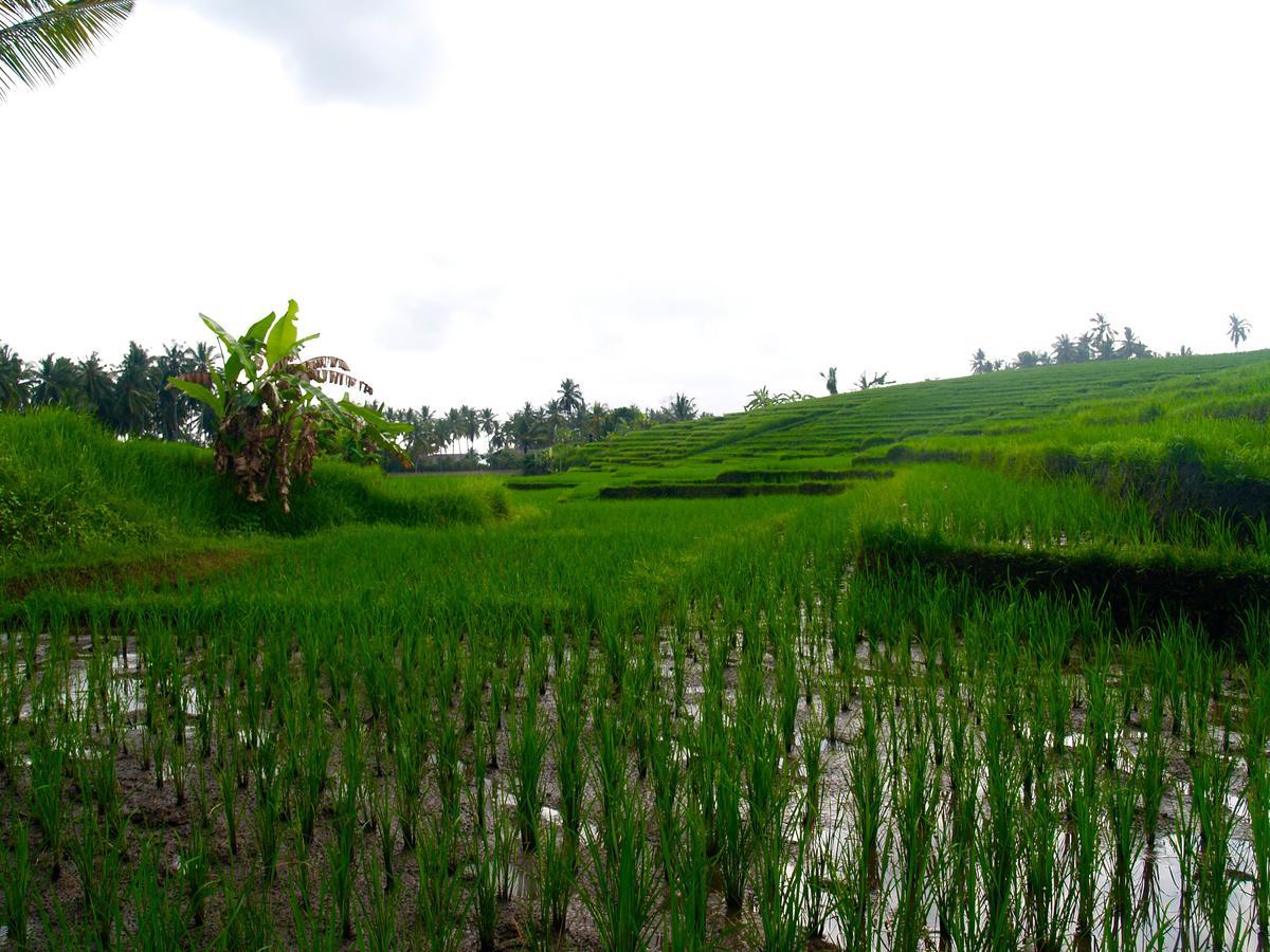 Bali Beach Eco Villas Pondok Matekap Selemadeg  Ngoại thất bức ảnh